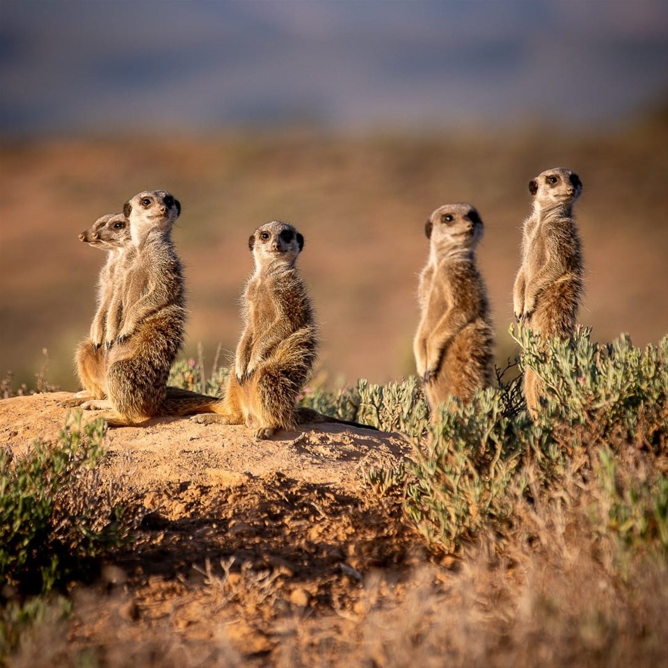 Five Shy Meerkat Tour from De Zeekoe Guest Farm