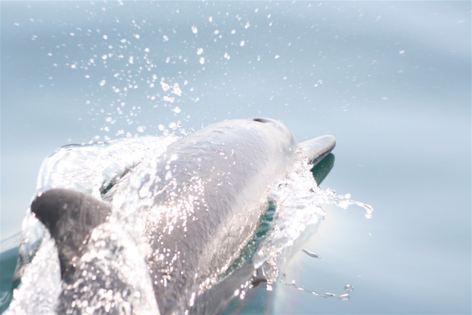 Muscat Dolphin Cruise