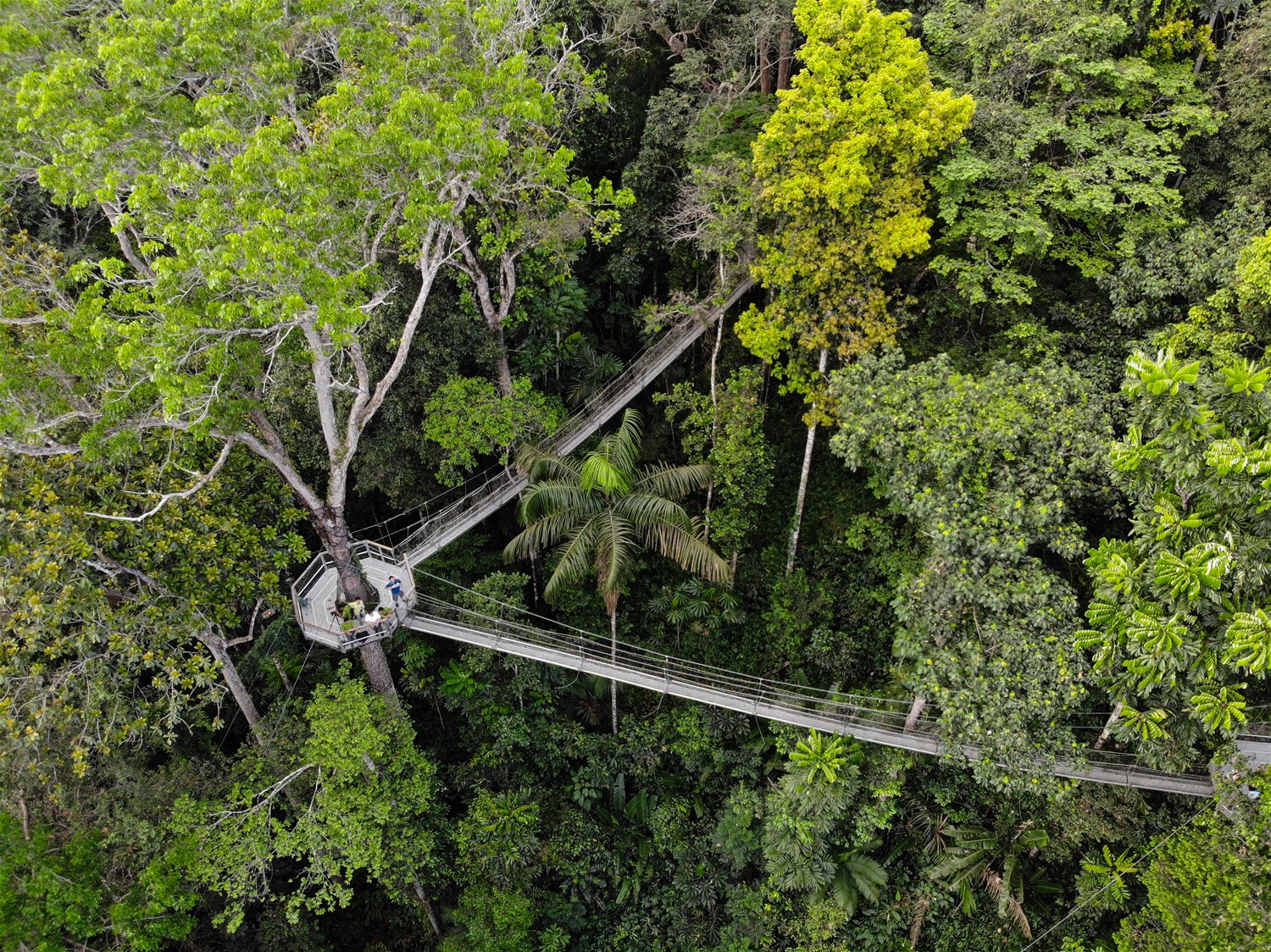 Iwokrama Forest Reserve