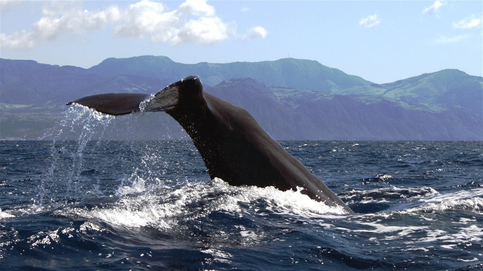 Azores Whale Watching and Islet Cruise