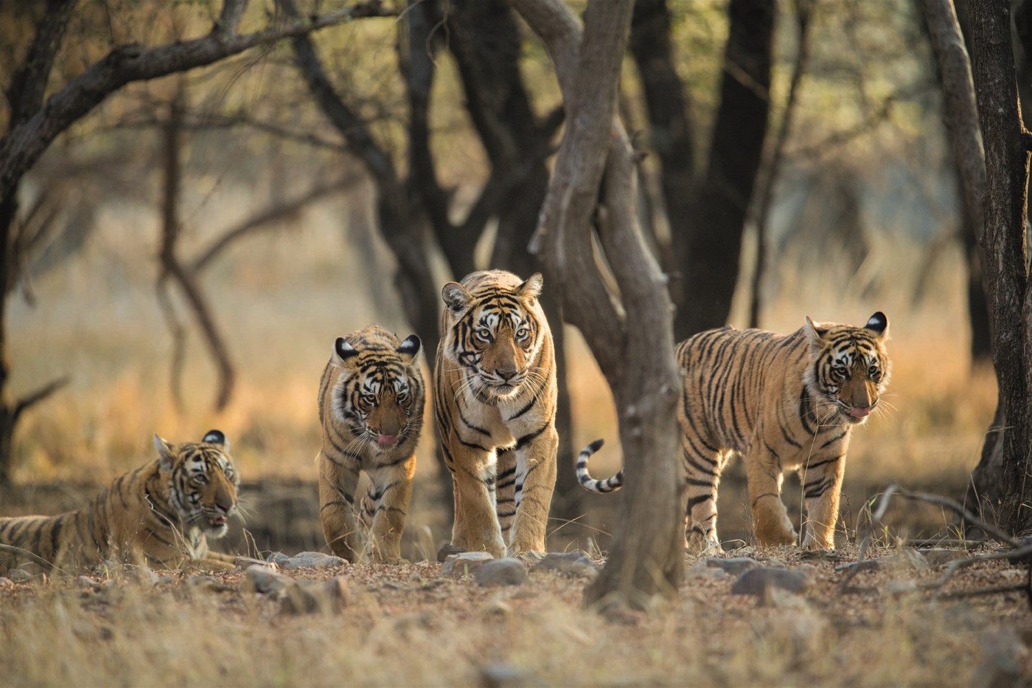 India's Golden Triangle, Tigers & Shimla