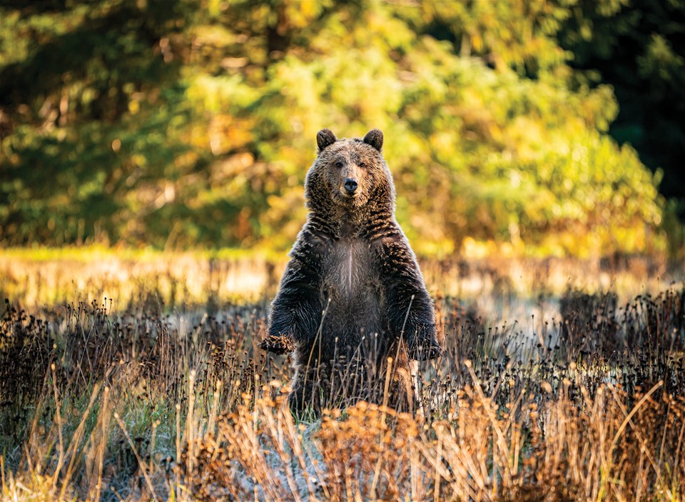 Ultimate Canadian Wildlife Quest