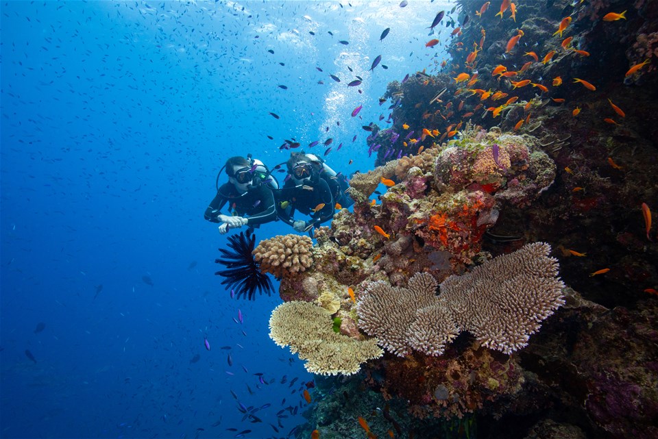 Learn to Dive Course, Great Barrier Reef