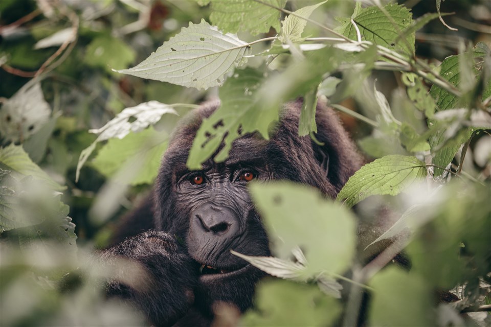 Gorillas & Game Parks - Intrepid