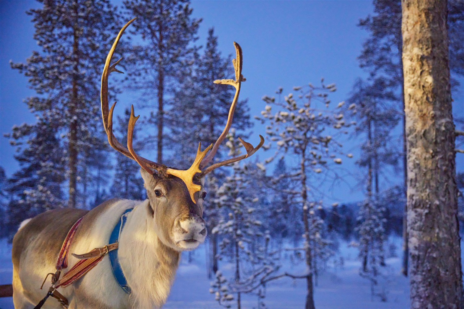 Santa's Magic Lapland Break