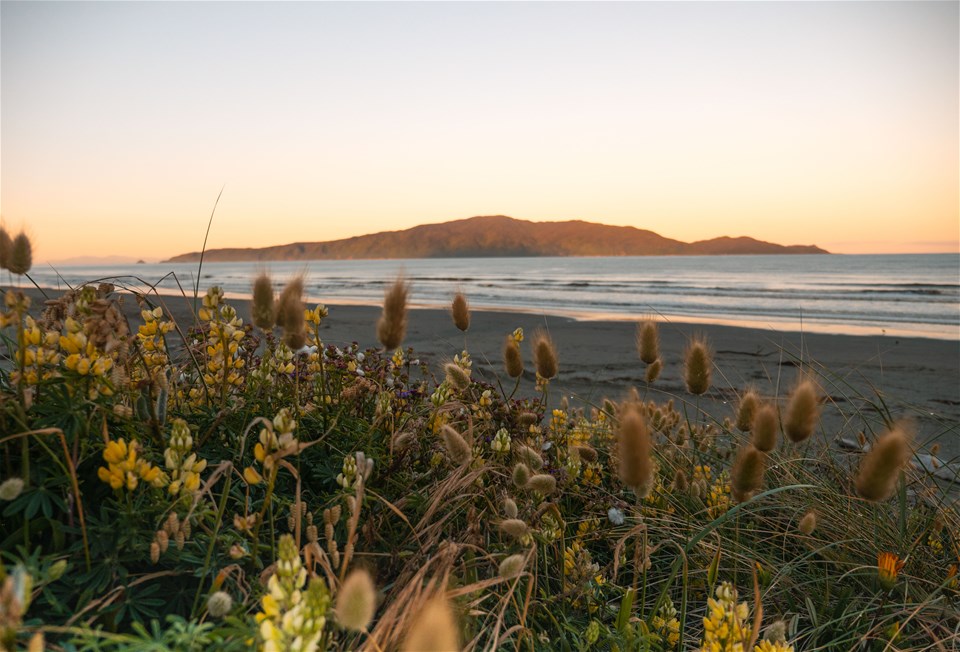 Kapiti Island Day Tour