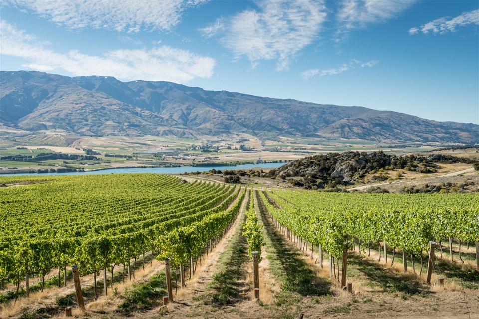 Otago's Boutique Wineries