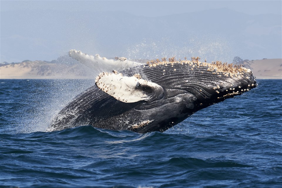 Whales, Wine & Wonders of California