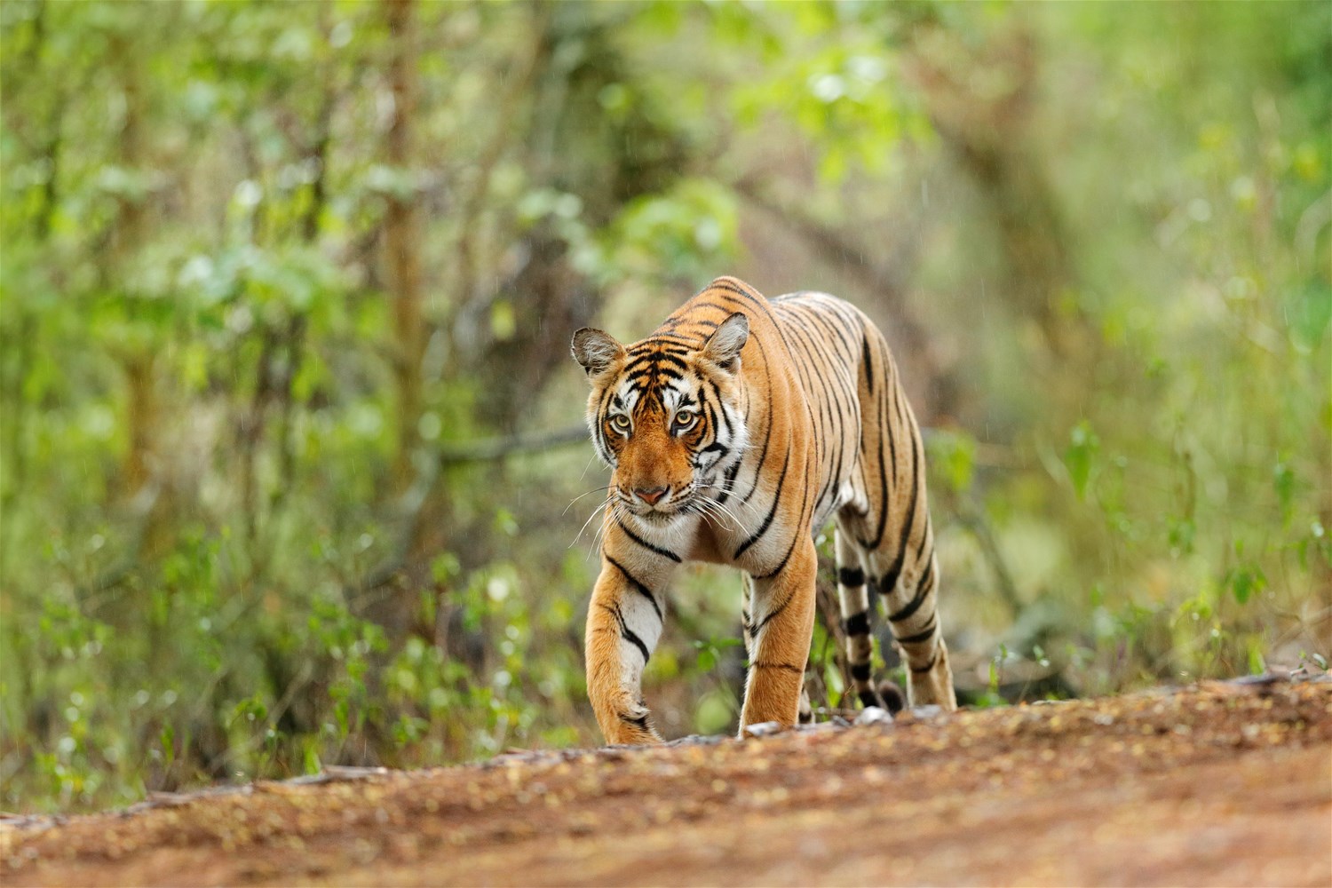 Northern India: Riverside Safaris, Ancient Fortresses & The Taj Mahal