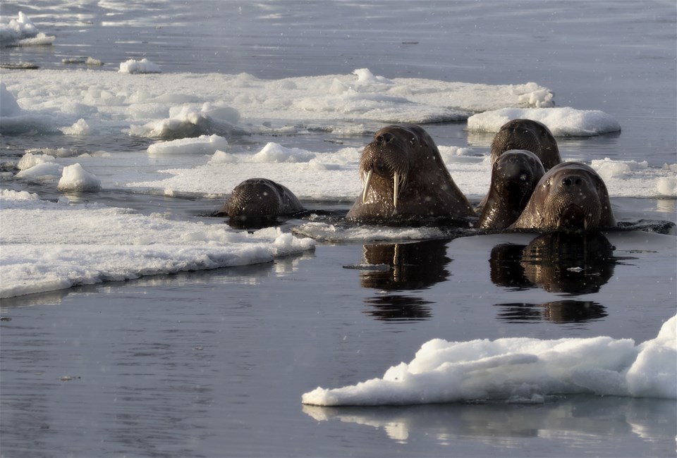 Hybrid Electric Walrus Safari