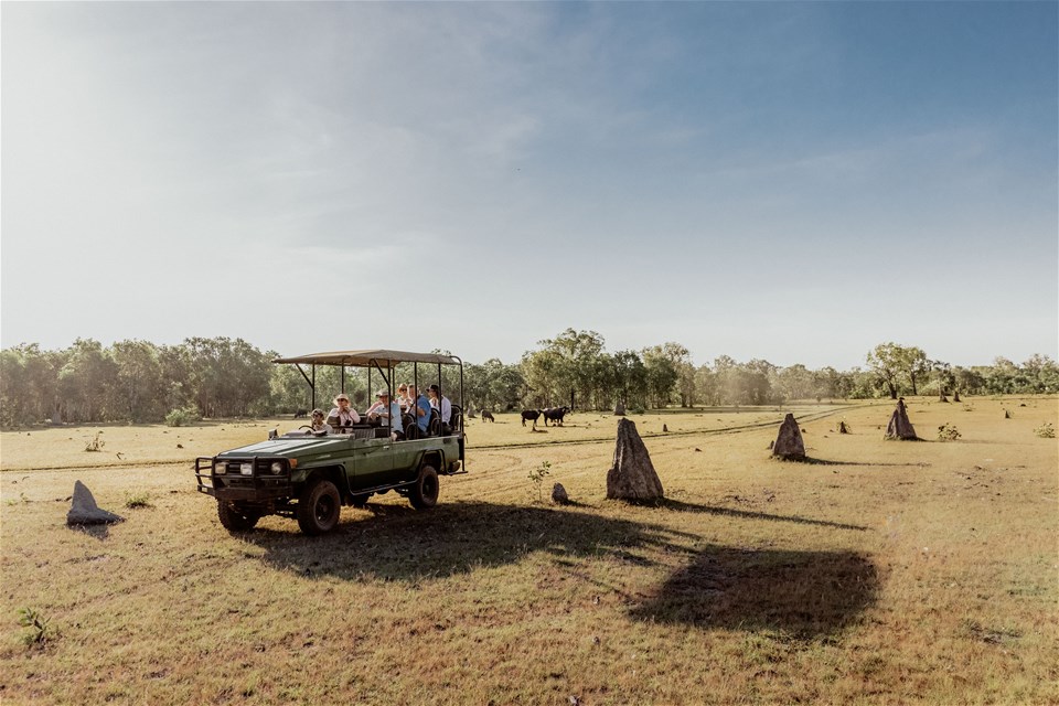 An Australian Safari