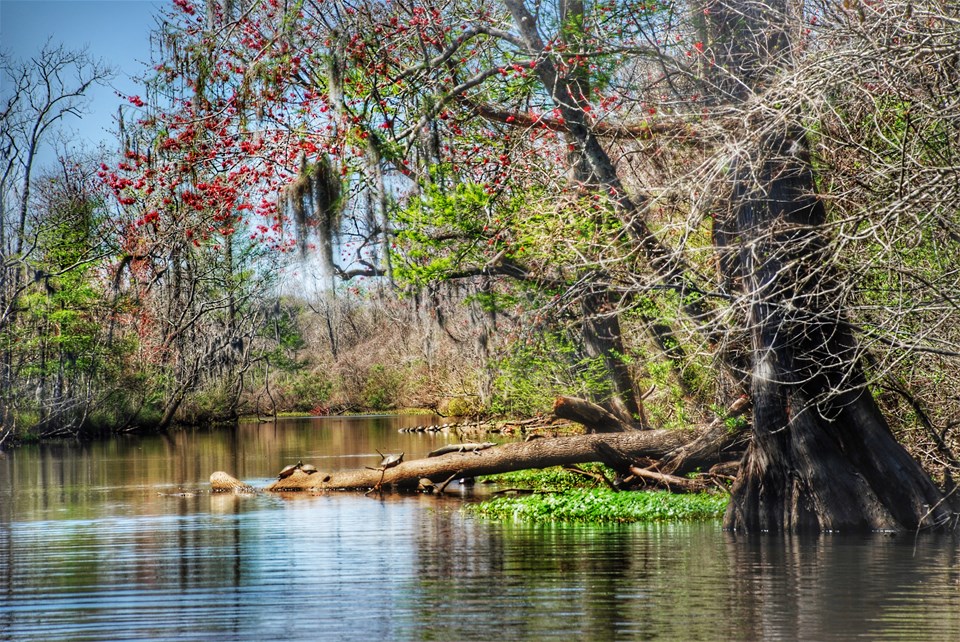 Swamp & Bayou Tour