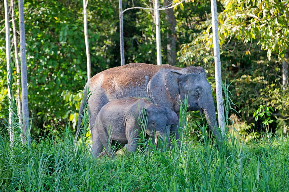 Sabah Wildlife Discovery