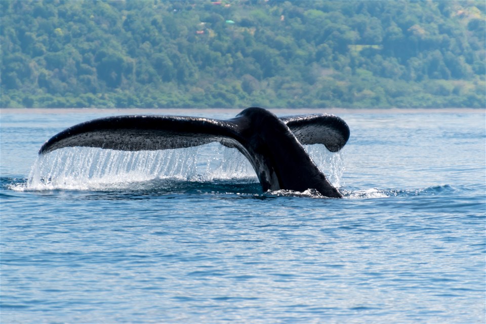 Whale Watching in Uvita