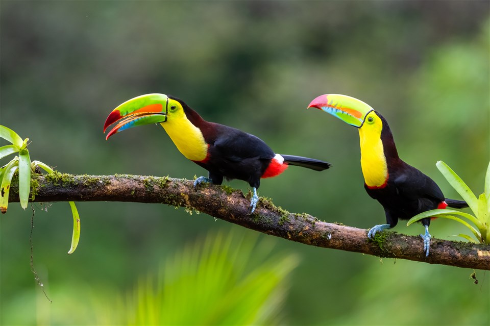 Toucans, Tree Tops & Beach Time