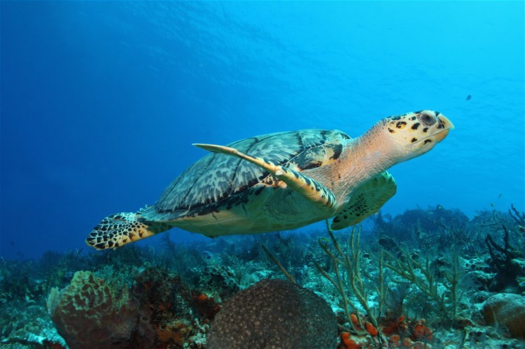 Rum & Ruins, Caribbean Sailing