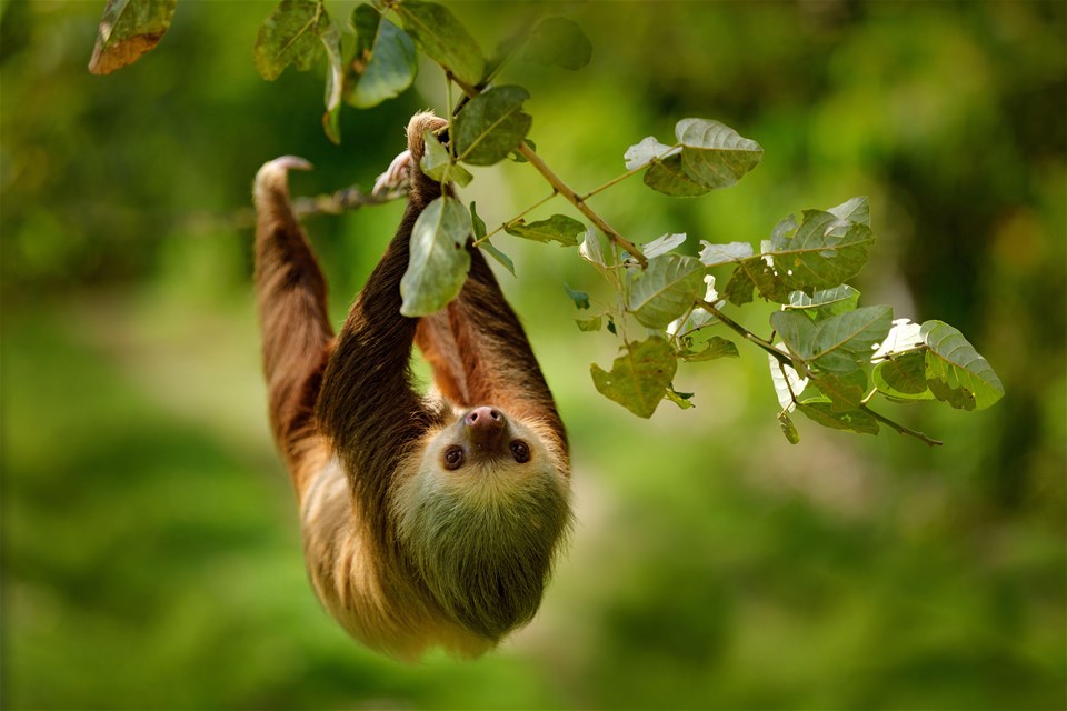 Costa Rica & Galapagos Wildlife Odyssey