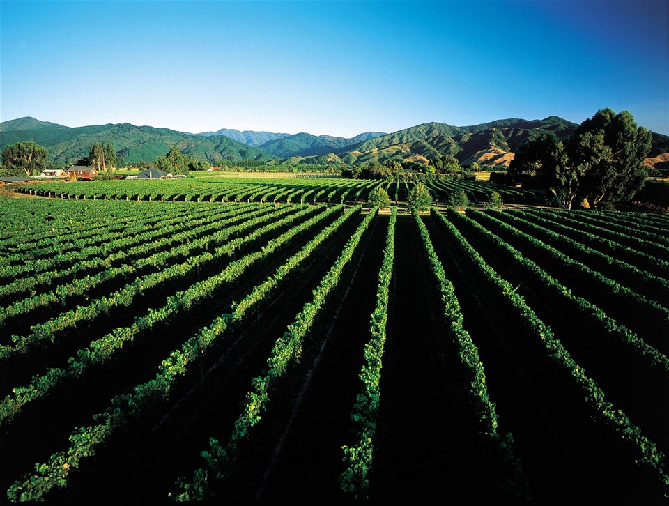 Tastes of Marlborough Wineries with lunch