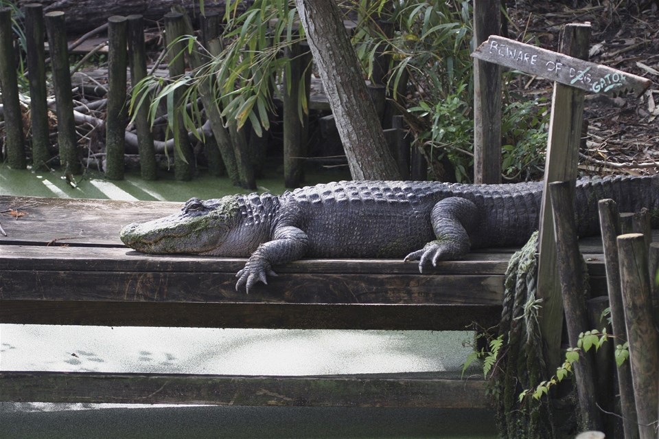 Swamp & Bayou Tour