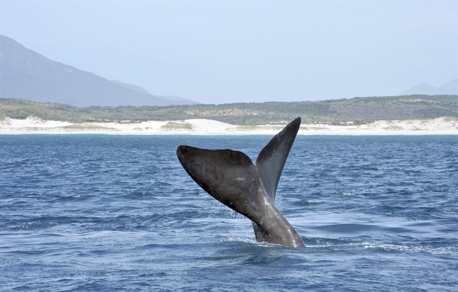 Hermanus & Gansbaai