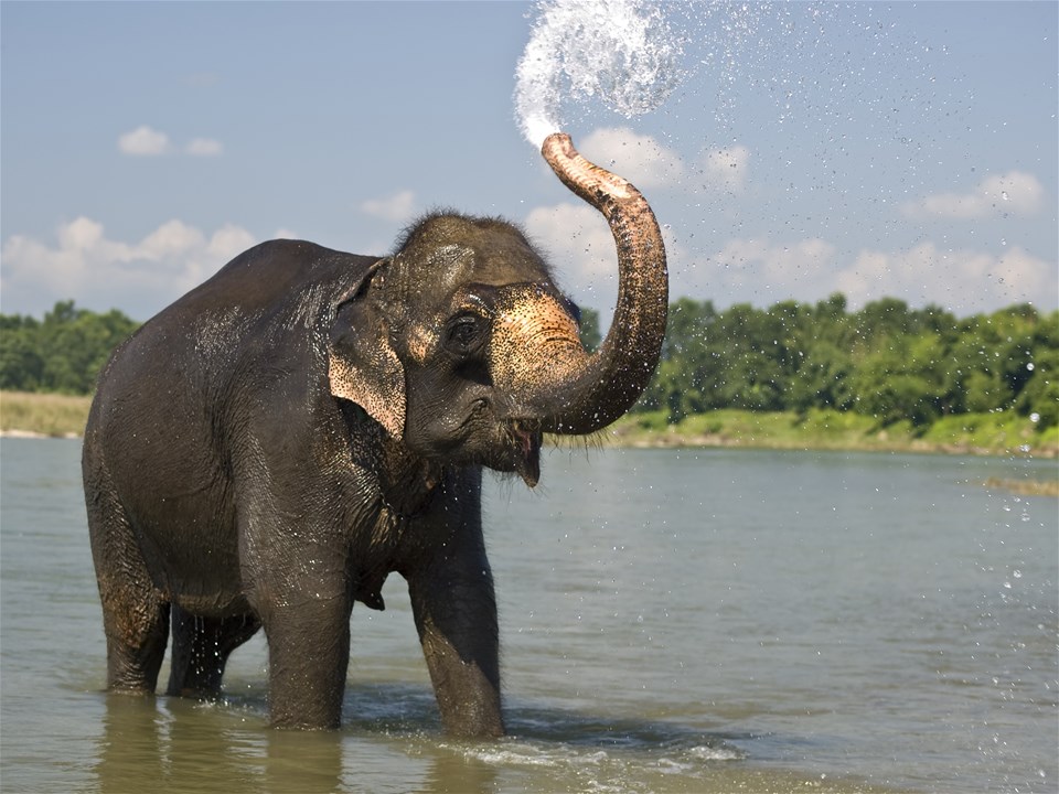 Elephant Freedom Project Experience