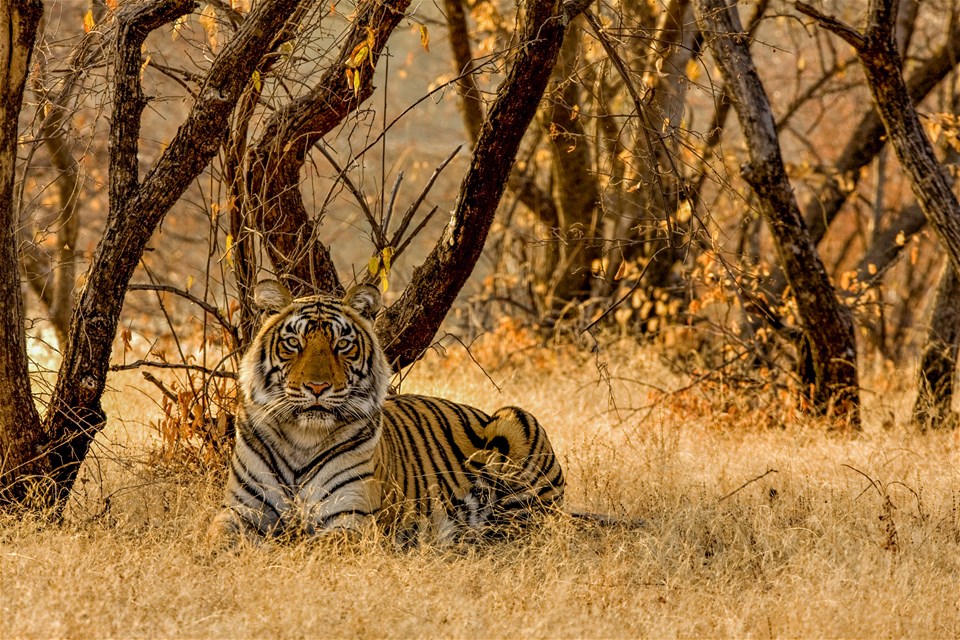 India's Golden Triangle with Ranthambore National Park