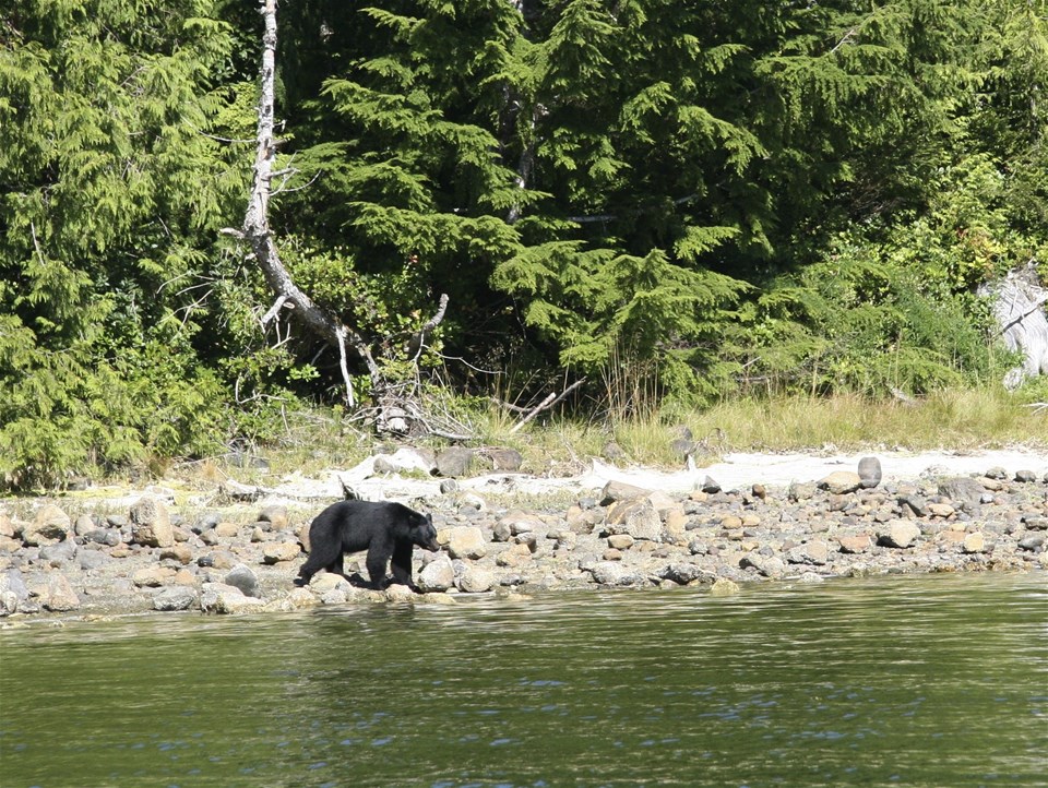 Ucluelet Bear Watching Cruise