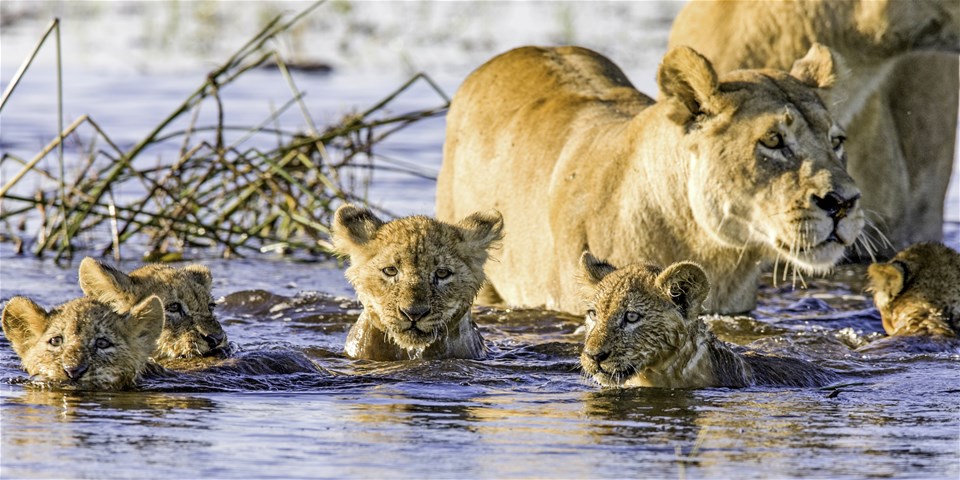 Botswana Family Adventure