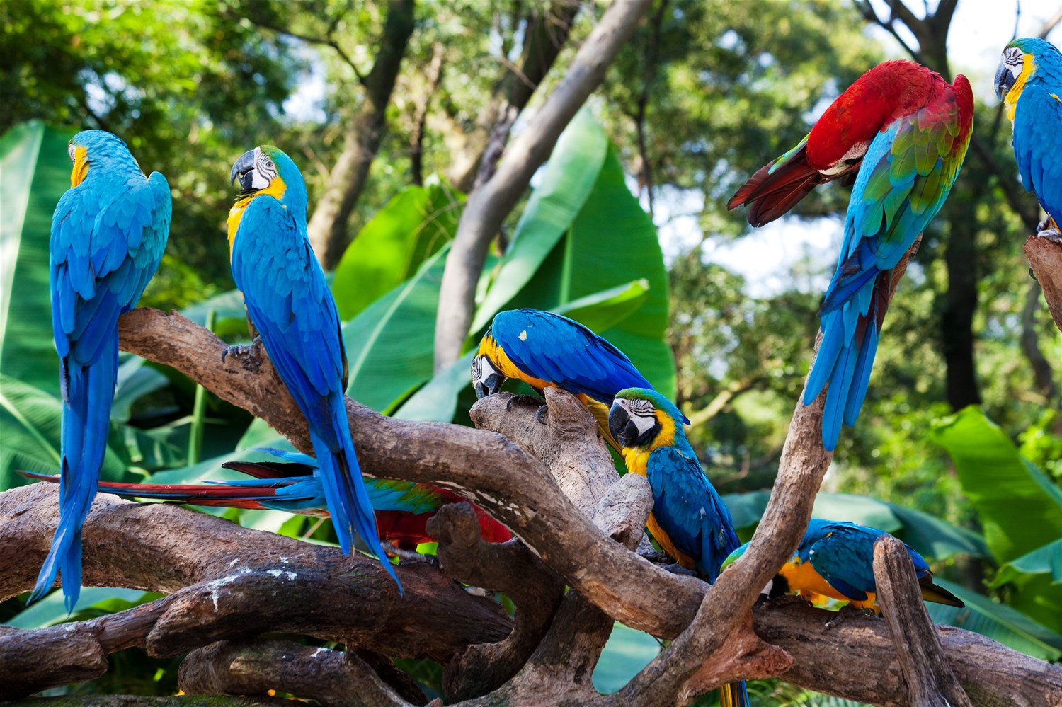 Holidays to the Amazon Rainforest | Trailfinders