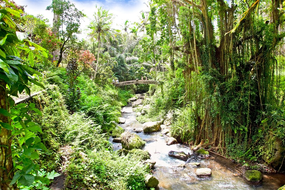 Bali Jungle Trek