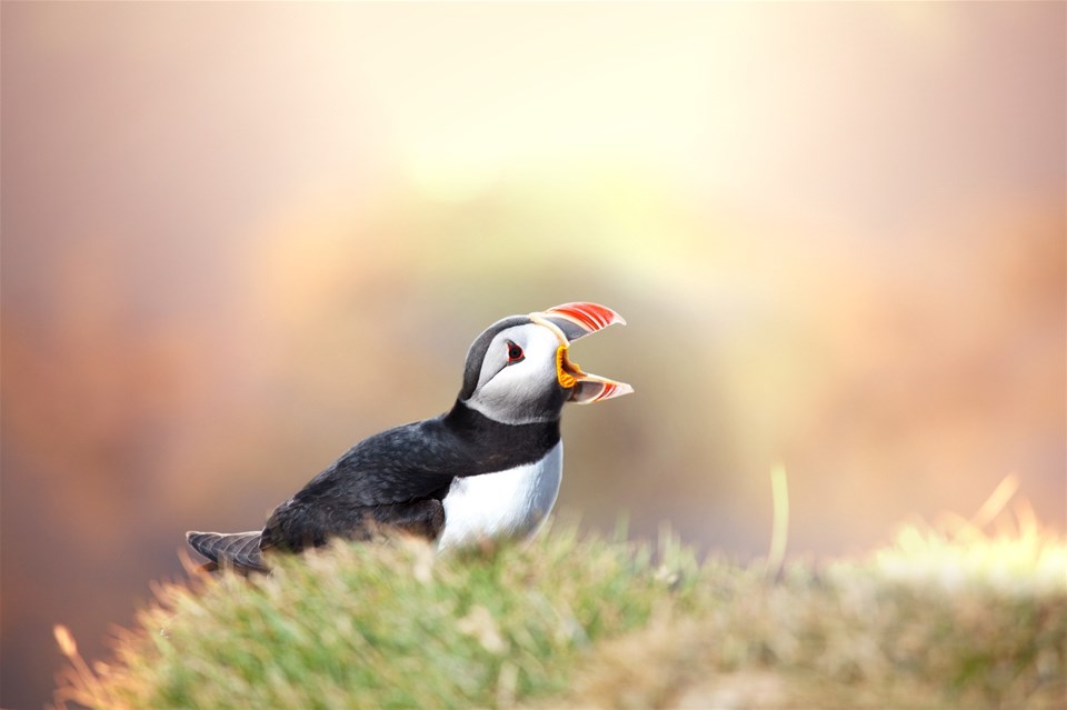 Wildlife & Natural Wonders of Southern Iceland