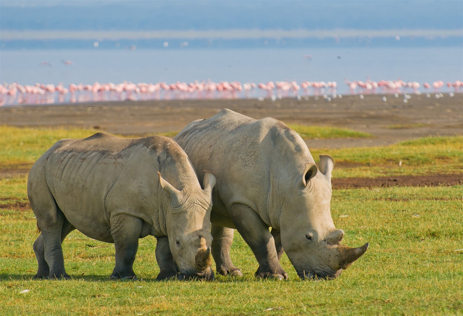 Lake Nakuru & Elementaita