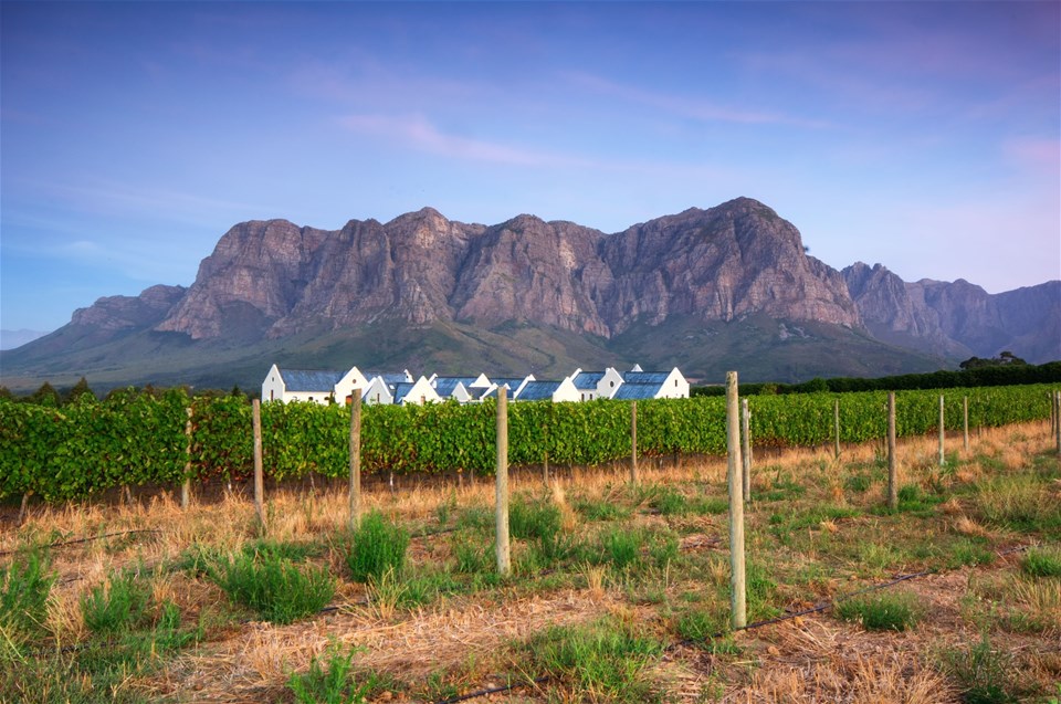 Stellenbosch Vine Hopper