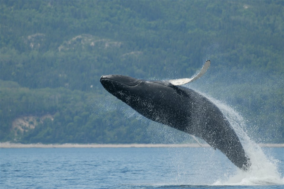 whale tours tadoussac