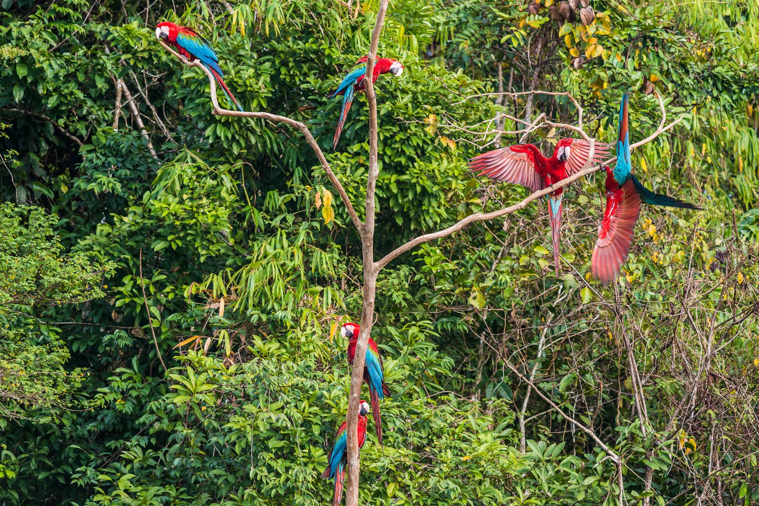 Peruvian Amazon