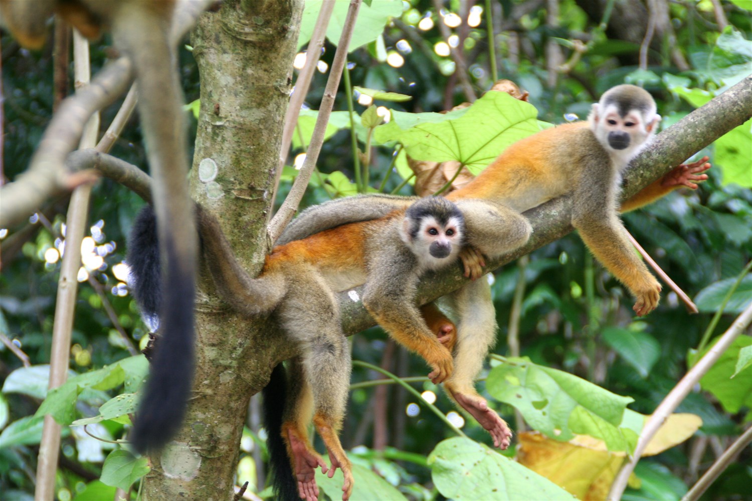 Manuel Antonio