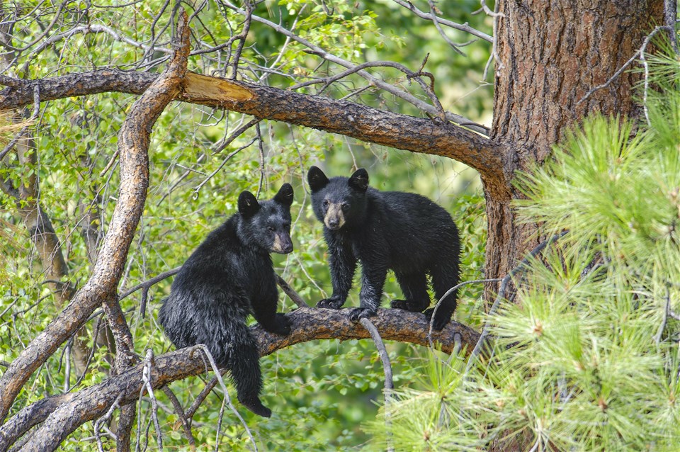 Whistler Bear Viewing