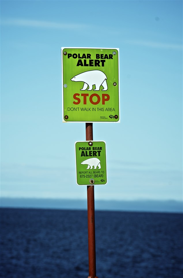 How to See Polar Bears in the Wild Trailfinders