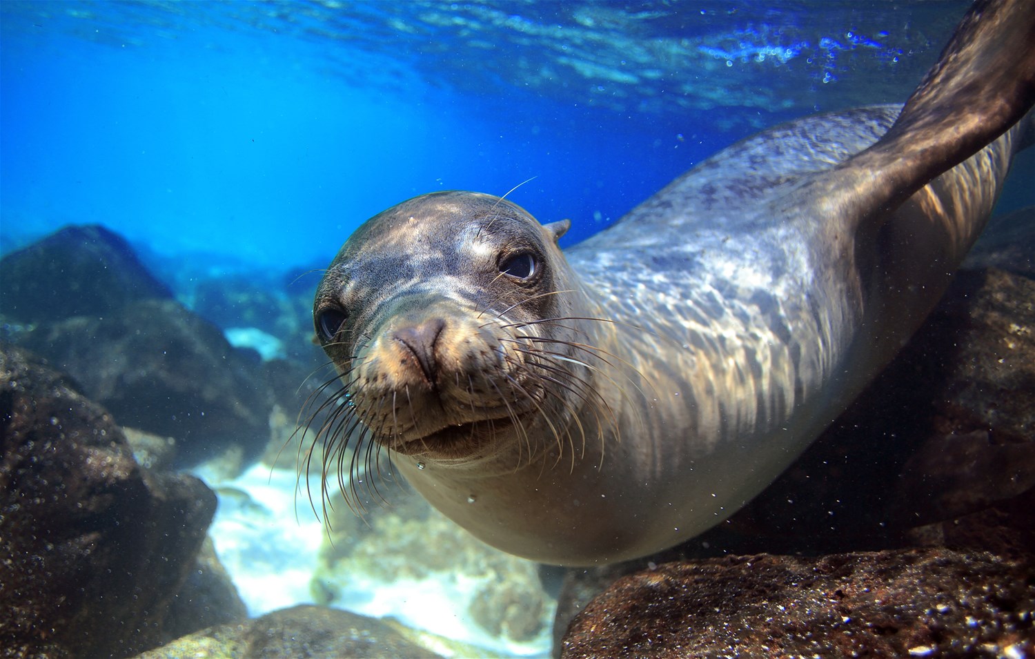 Galapagos Islands