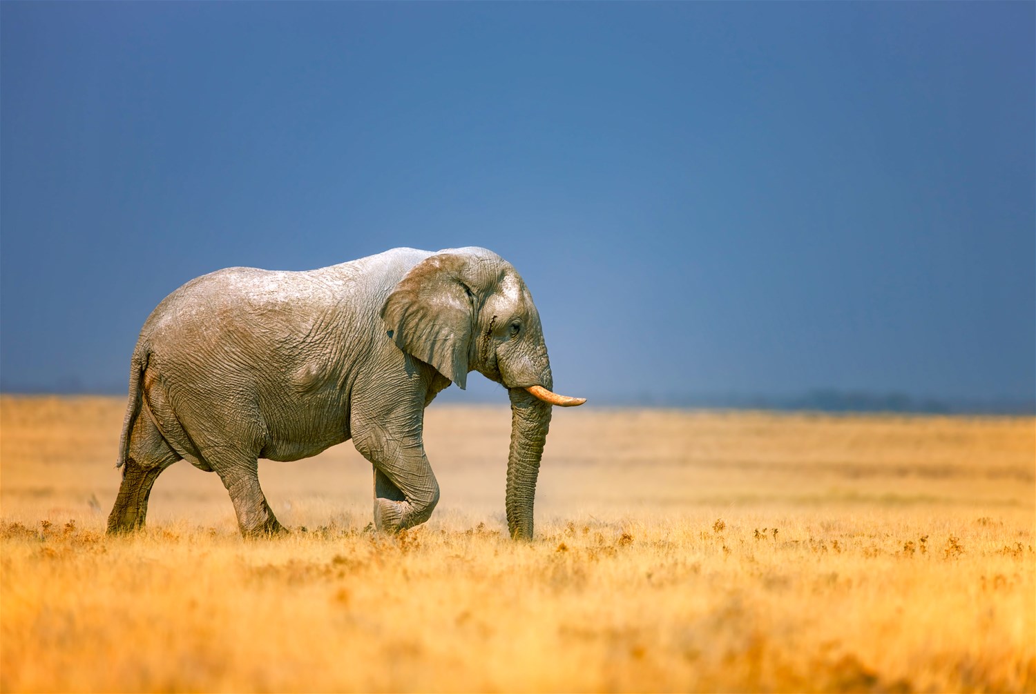 Ruaha National Park