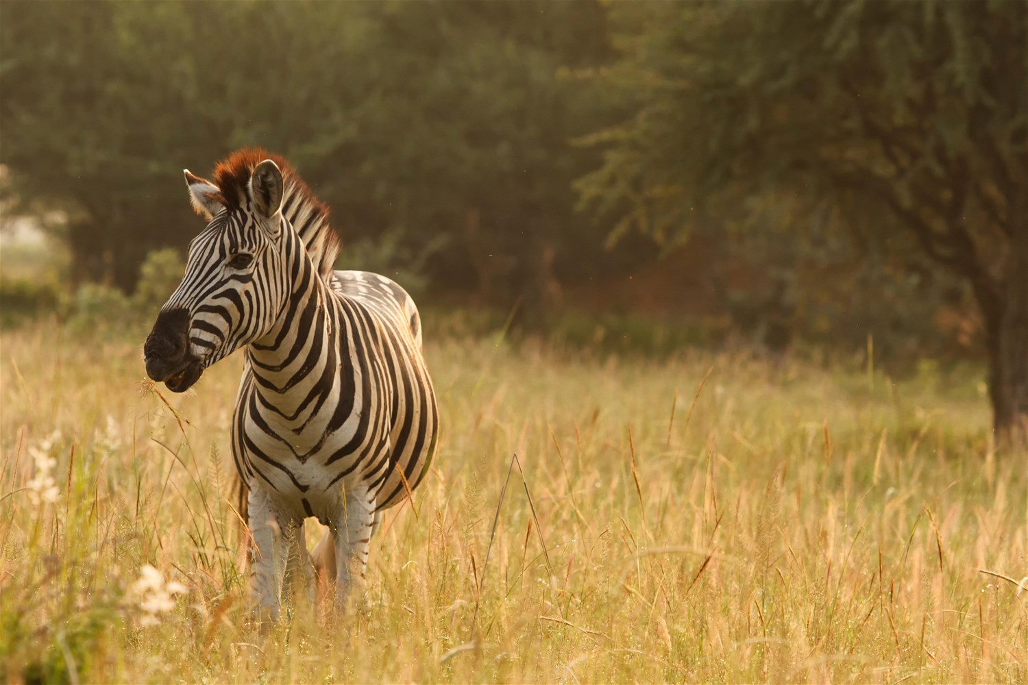 Makgadikgadi Pans National Park