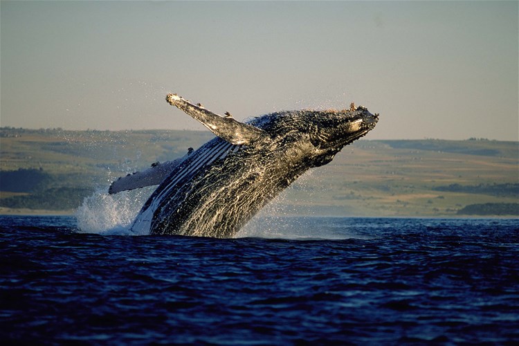 Whale Watch Tour from Hermanus with Transfers