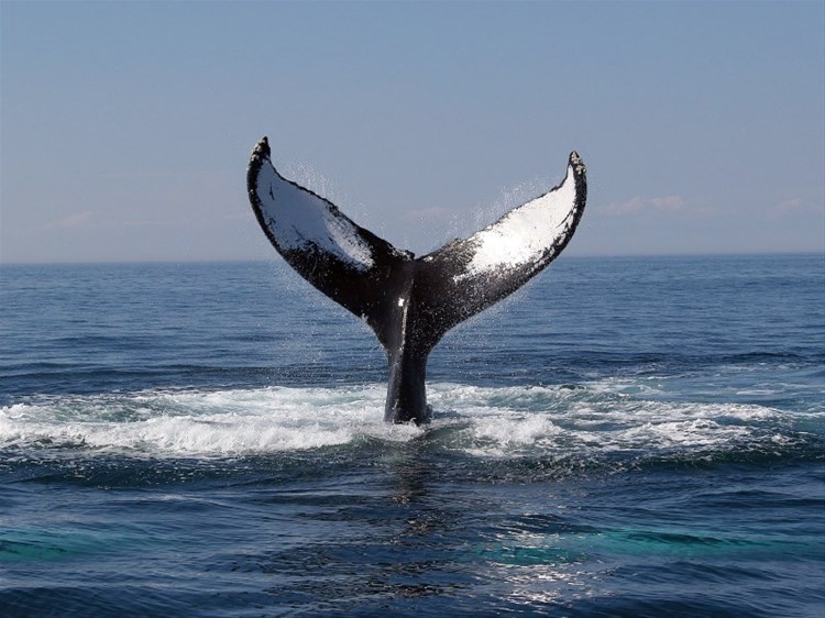 Hyannis Whale Watching Cruise - Barnstable, Cape Cod Tour | Trailfinders