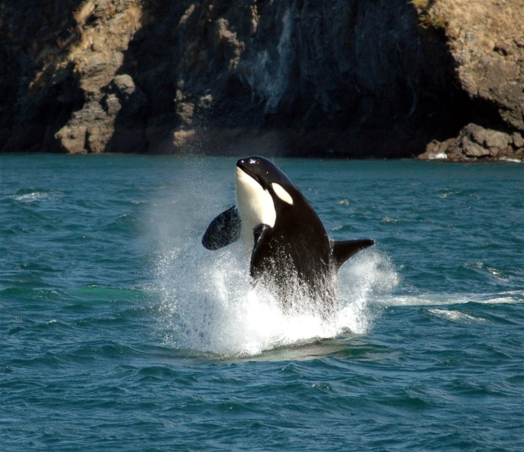 Whale Watch Tour by Seaplane & Covered Boat