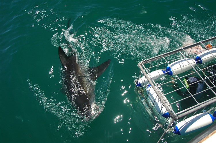 Shark Cage Diving Tour From Hermanus with Transfers