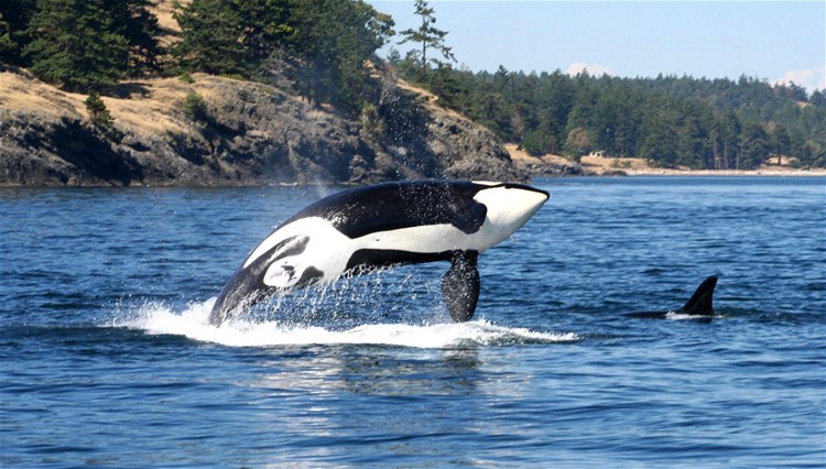 Victoria Whale Watch Cruise by Covered Boat