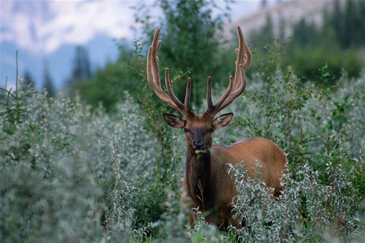 Jasper Wildlife Discovery